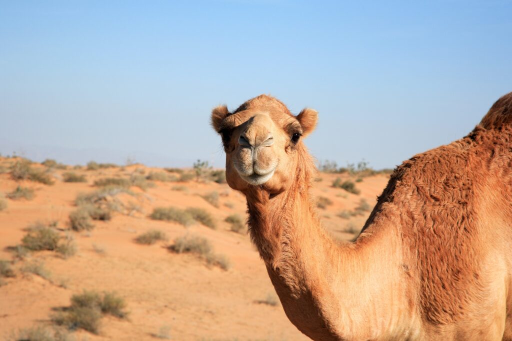 cammello egiziano