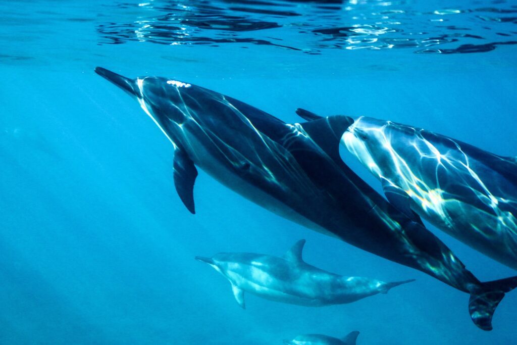 delfini marsa alam